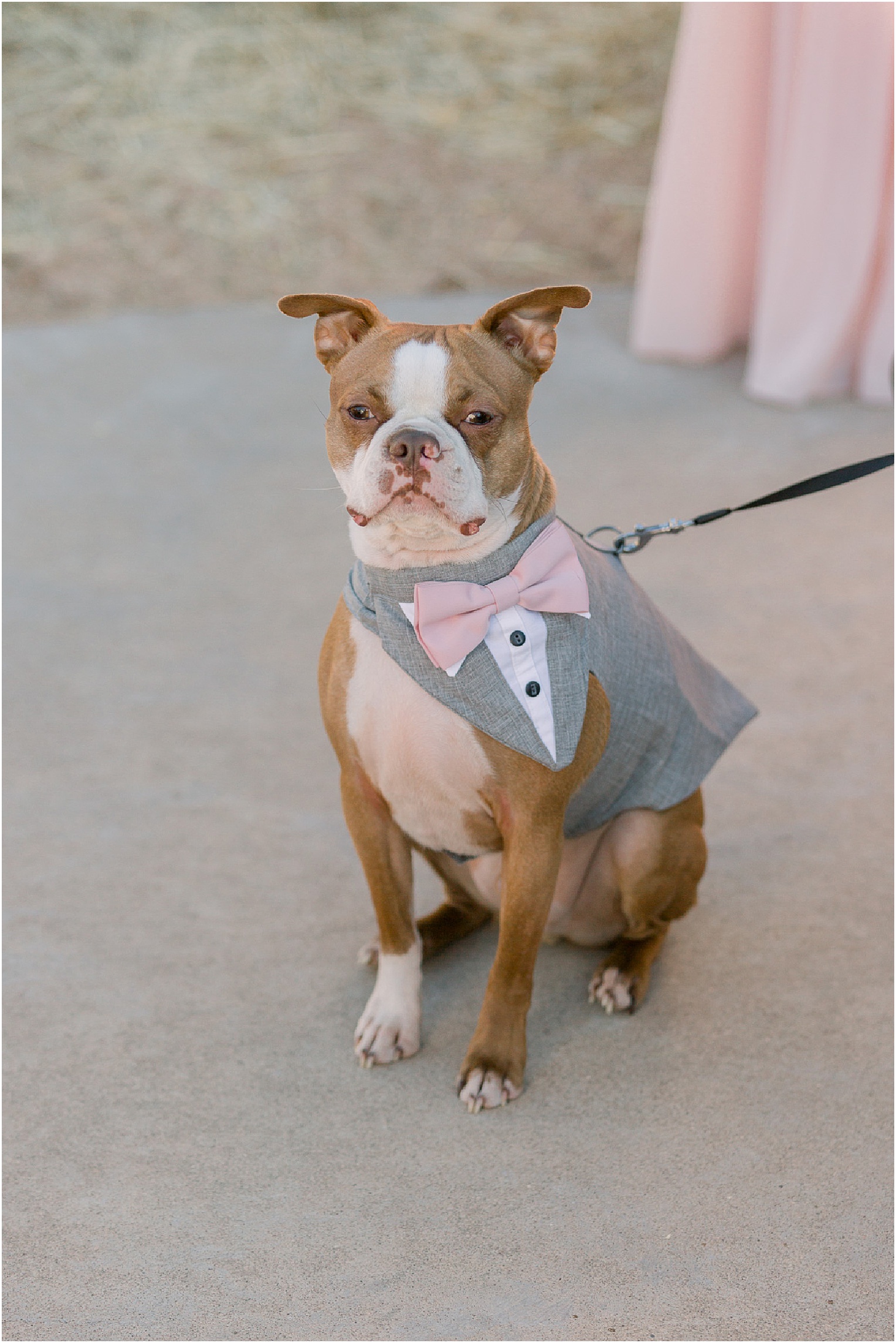 Annabelle + James Hilton El Conquistador Wedding dog at outdoor wedding ceremony