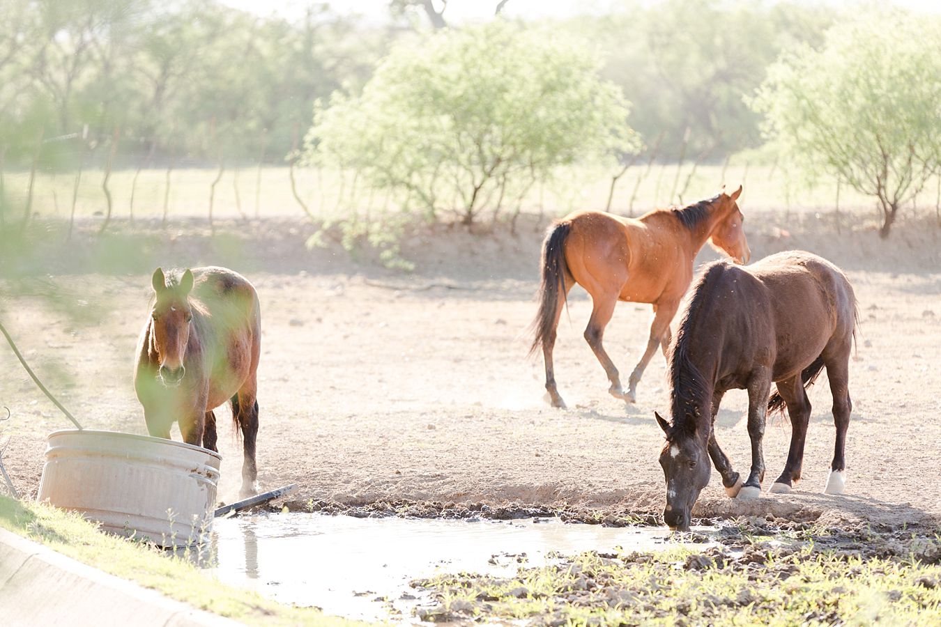 outdoor ceremony venue, horses, ranch wedding